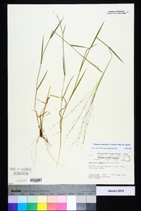 Digitaria cognata image