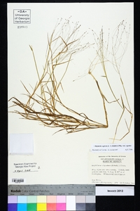 Digitaria cognata image