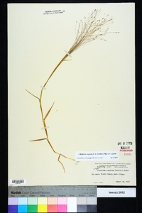 Digitaria cognata image