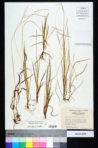 Digitaria filiformis image