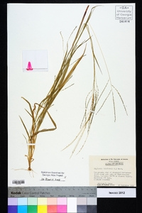 Digitaria filiformis image