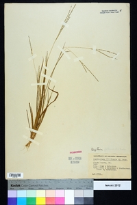 Digitaria filiformis image