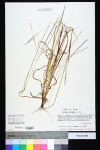 Digitaria filiformis image