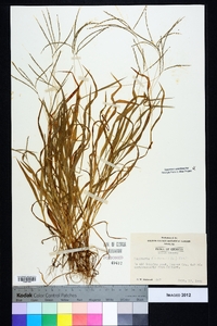 Digitaria filiformis image