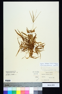 Digitaria ischaemum image