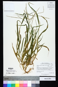 Digitaria ischaemum image