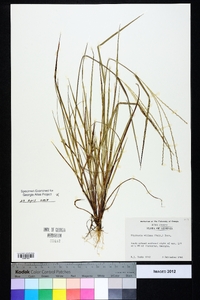 Digitaria villosa image