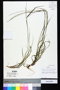 Digitaria villosa image