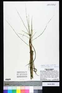 Digitaria villosa image