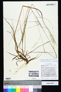 Digitaria villosa image