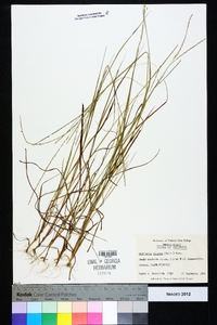 Digitaria villosa image