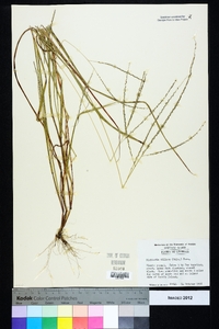 Digitaria villosa image