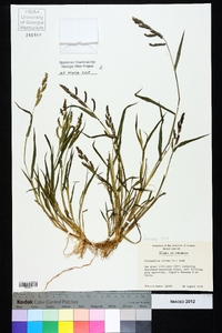 Echinochloa colona image