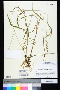 Echinochloa colona image