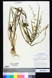 Echinochloa colona image