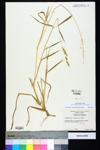 Echinochloa colona image