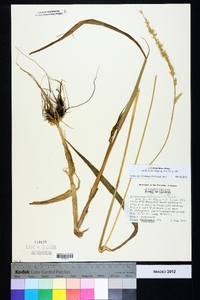 Echinochloa colona image