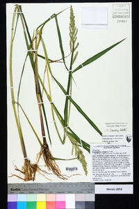 Echinochloa colona image