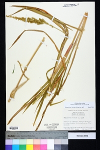 Echinochloa colona image