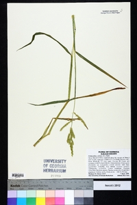 Echinochloa colona image