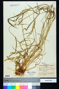 Echinochloa colona image