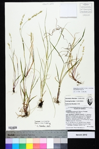 Echinochloa muricata var. microstachya image