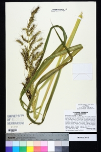 Echinochloa muricata var. muricata image