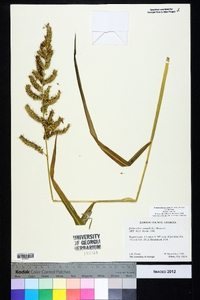 Echinochloa muricata var. muricata image