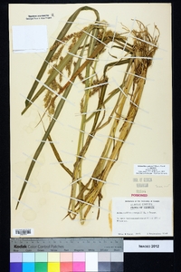 Echinochloa muricata var. muricata image