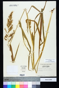 Echinochloa muricata var. muricata image