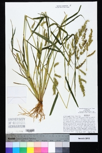 Echinochloa muricata var. muricata image