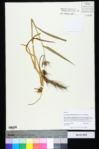 Echinochloa muricata var. muricata image