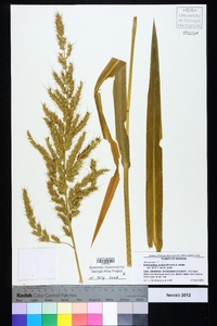 Echinochloa walteri image