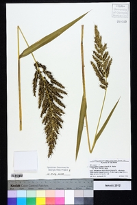 Echinochloa walteri image