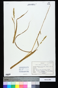 Echinochloa walteri image