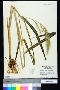 Echinochloa walteri image