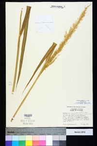 Echinochloa walteri image