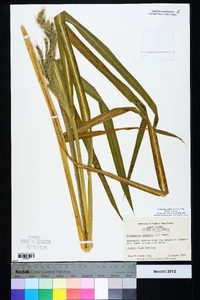 Echinochloa walteri image