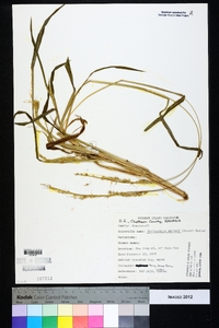 Echinochloa walteri image