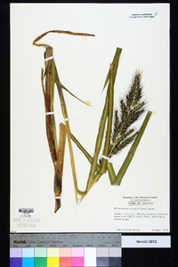 Echinochloa walteri image