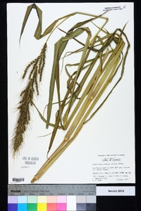 Echinochloa walteri image