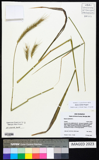 Elymus riparius image