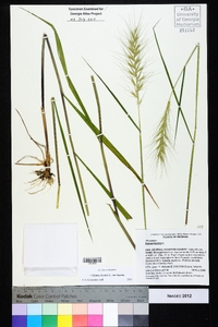 Elymus hystrix image