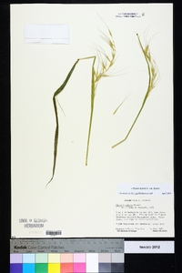 Elymus hystrix image