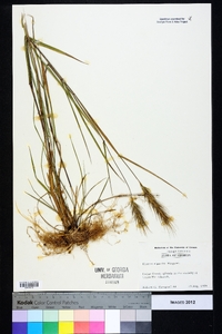 Elymus riparius image