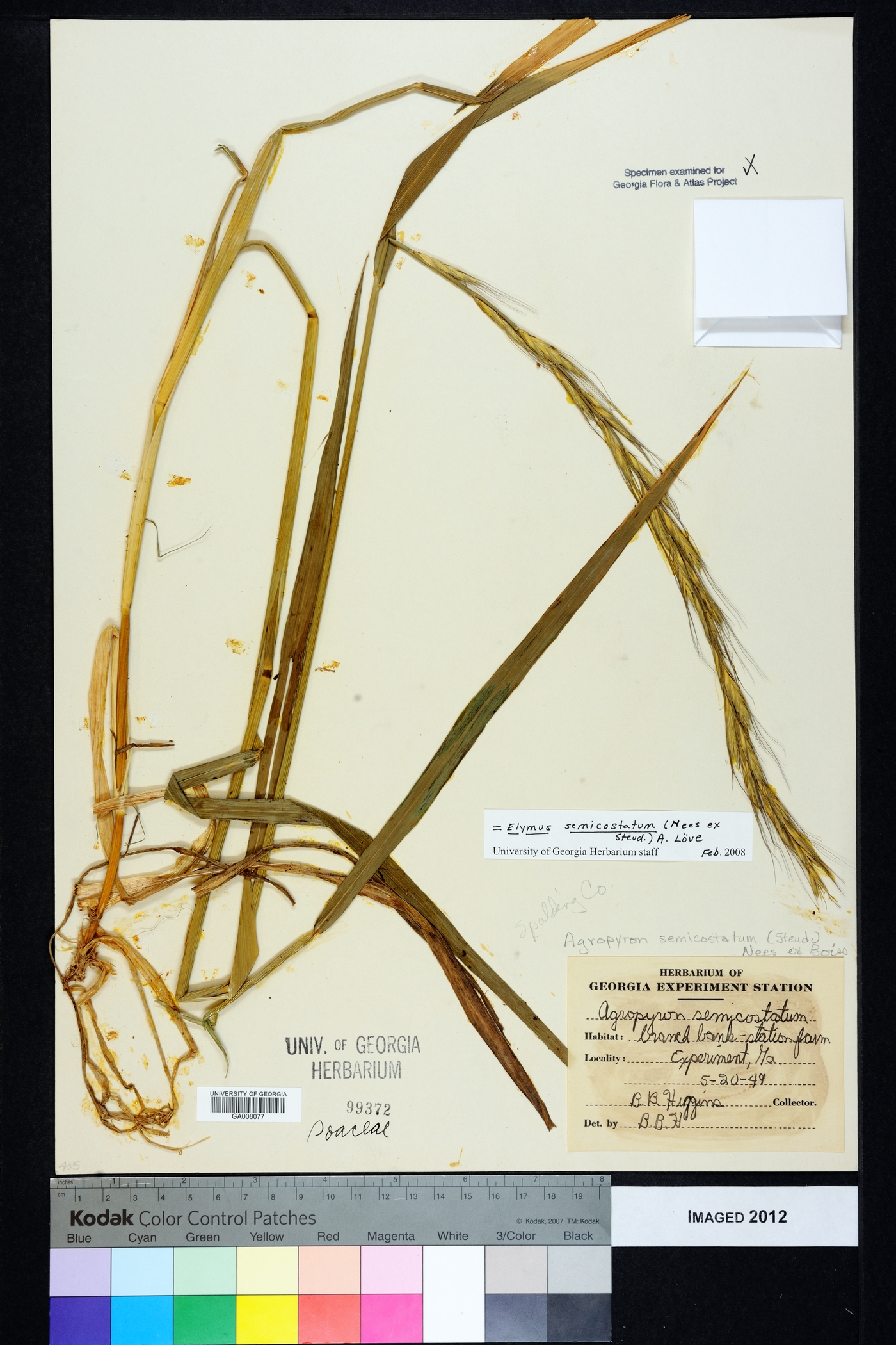 Elymus semicostatum image