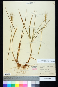 Elymus virginicus var. virginicus image