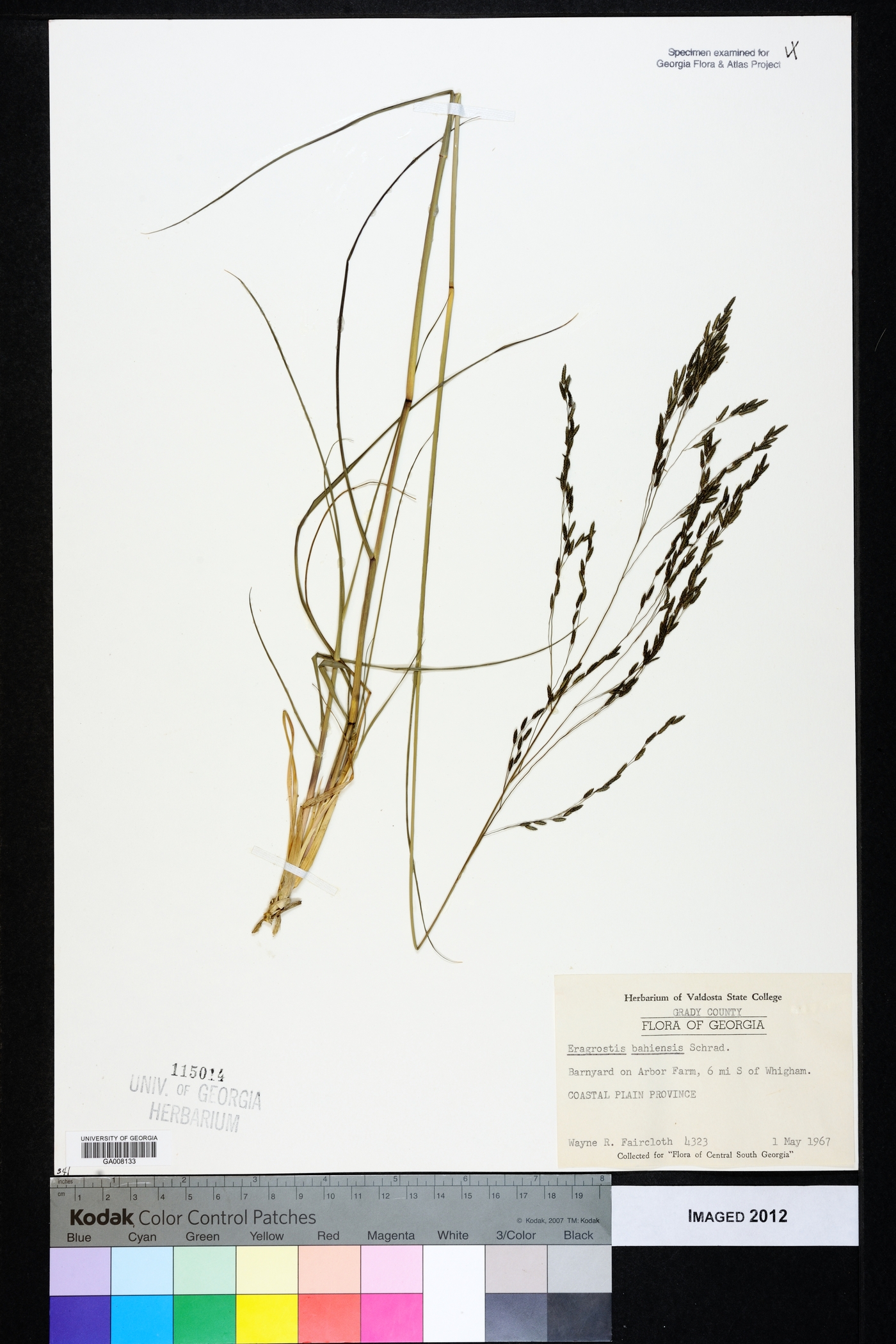 Eragrostis bahiensis image