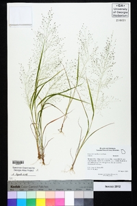 Eragrostis capillaris image