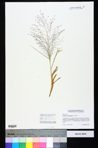 Eragrostis capillaris image